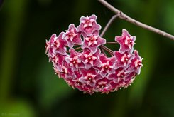 Hoya pubicalyx 'Pink Silver'