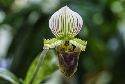 Paphiopedilum hennisianum