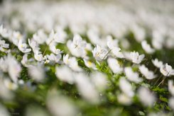 Anemone nemorosa