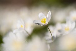 Anemone nemorosa