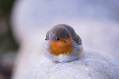 Erithacus rubecula