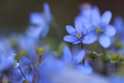 Anemone hepatica