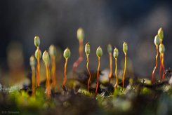 Polytrichum commune