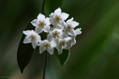 Hoya thompsonii